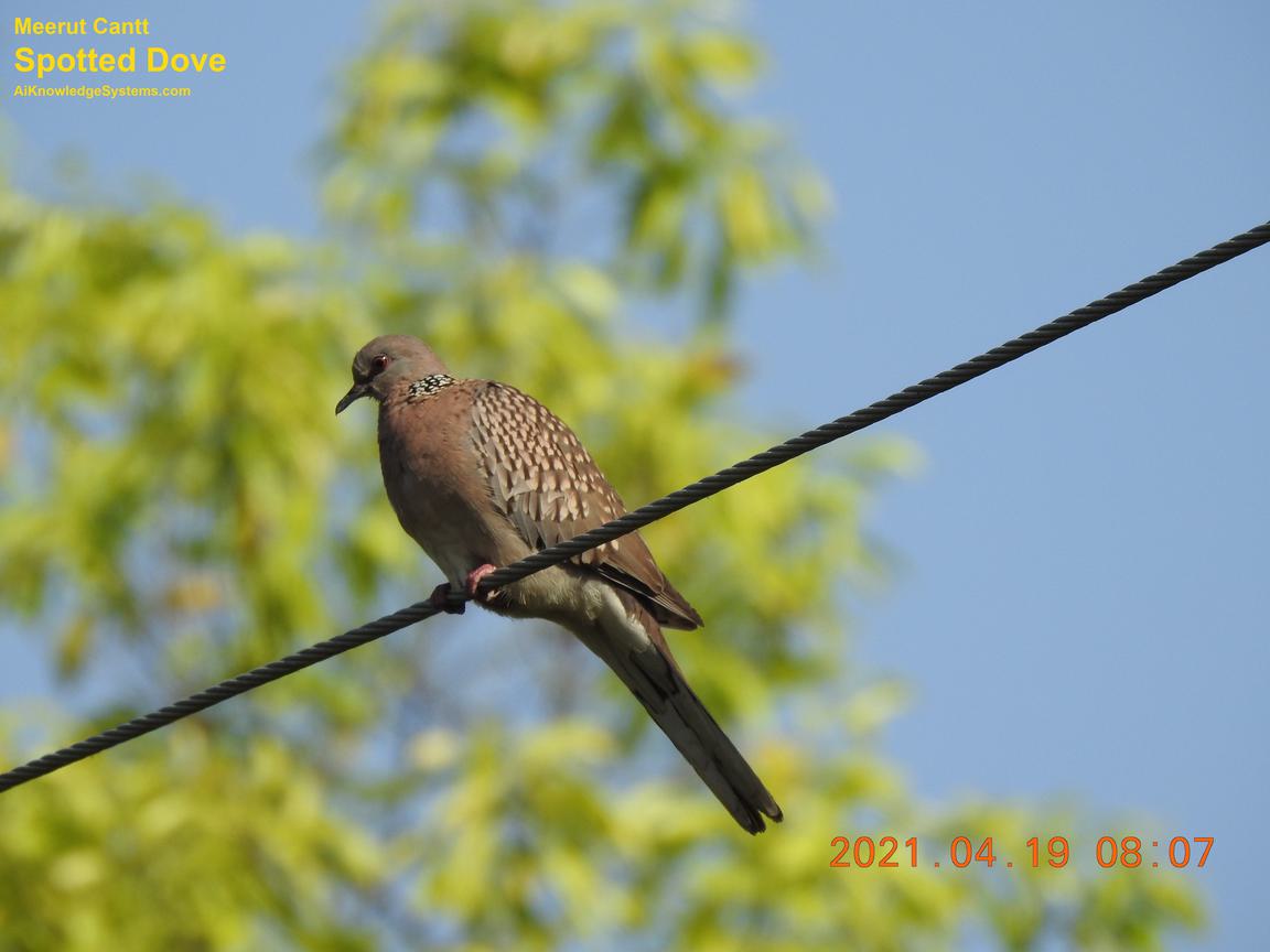 Dove Spotted (143) Coming Soon